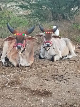 ડેડરવા