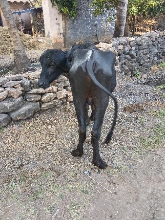 થંબનેલ 2