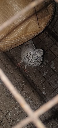 થંબનેલ 3