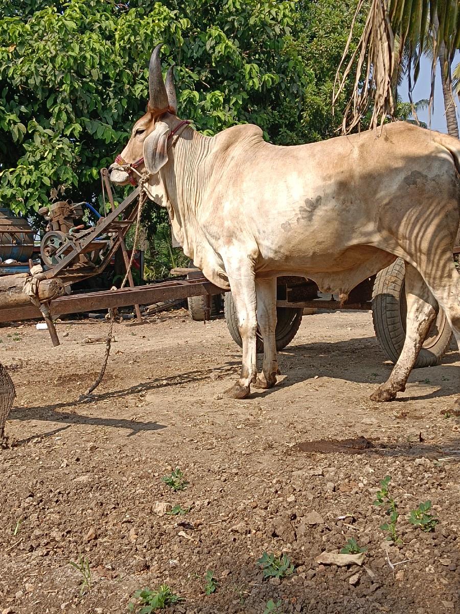 थंबनेल 3