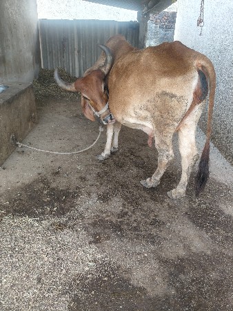 ગાય વેચવાની છે