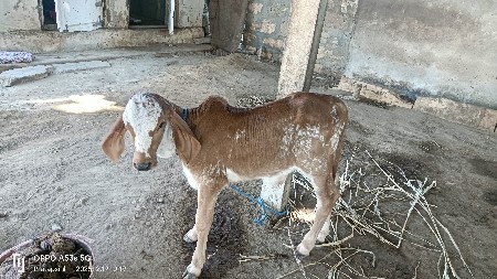 ગીર ગાય વેચવાની છે