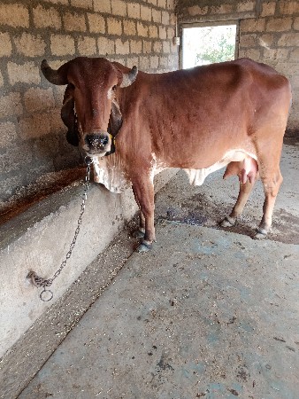 थंबनेल 3