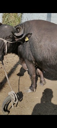 Banni jafrabadi big buffalo