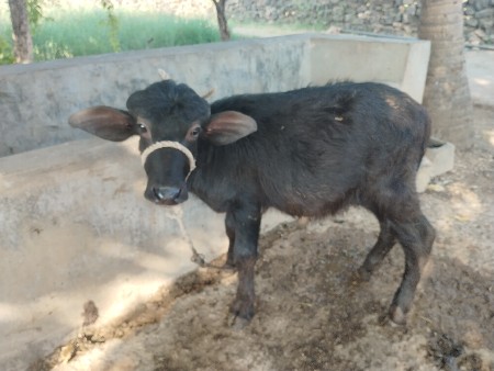 2 પાડા વેચવાના છે