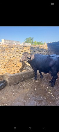 થંબનેલ 2