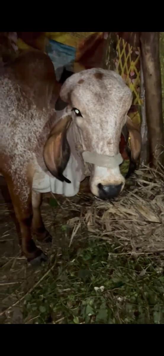 કાબરી ઓડકી આપવાની છે