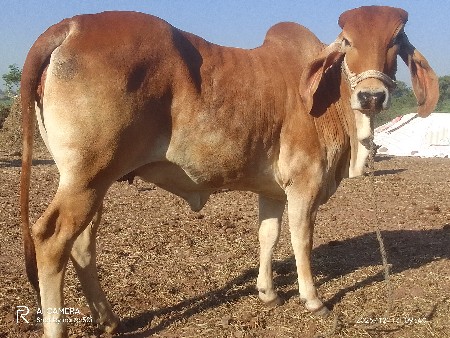 હોડકી વેચવાની છે જવાબદારી છે