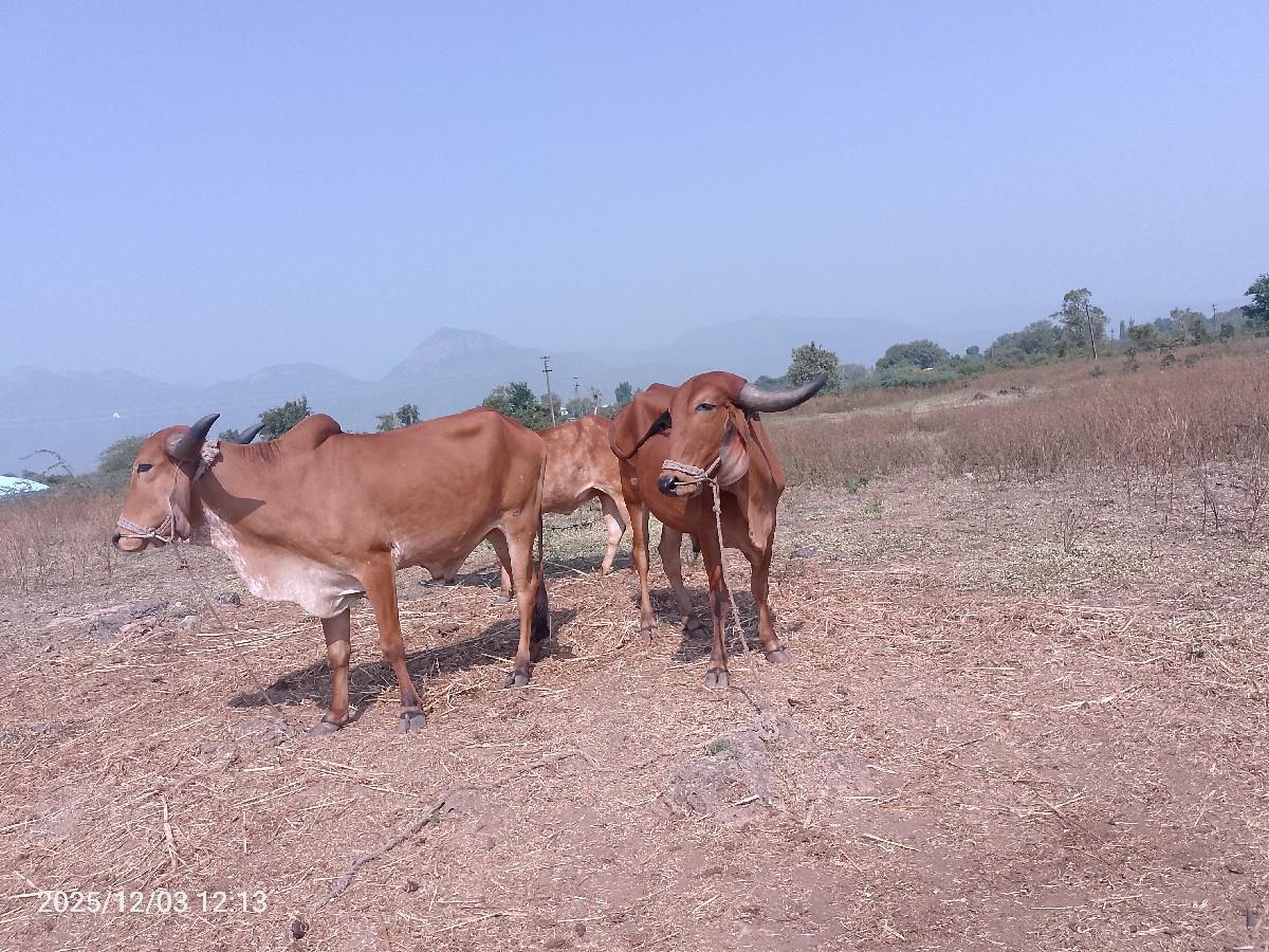 થંબનેલ 3