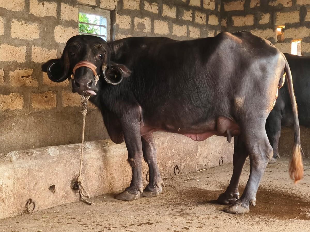 थंबनेल 4