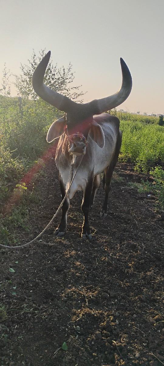 थंबनेल 2