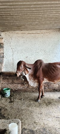 ગાય વેચવાની છે