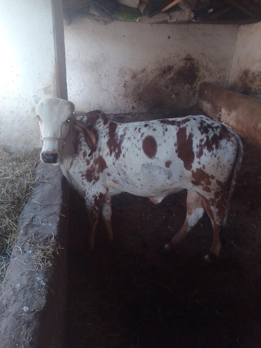 थंबनेल 3