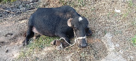 થંબનેલ 3