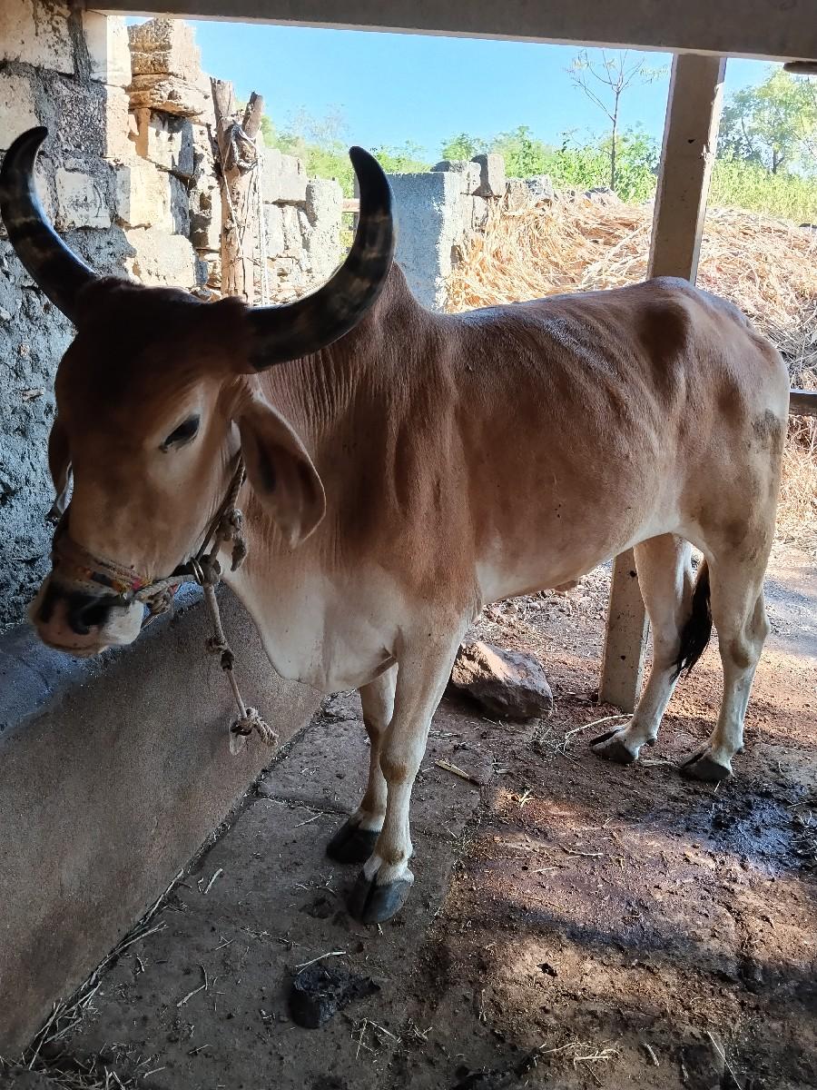 ગોઢલો  વેચવાનો છે