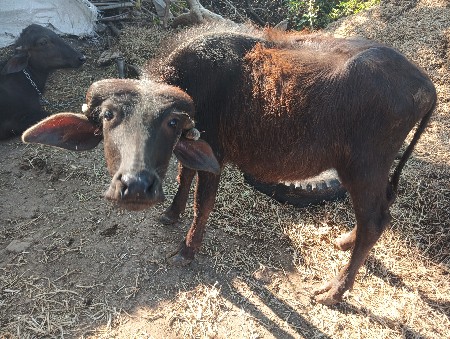 પાડ્યું