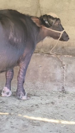 મોટી ભેંસ વેચવાની છે