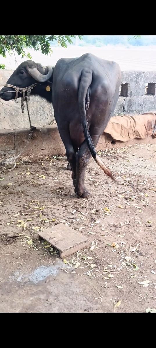 थंबनेल 2