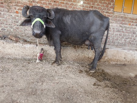 थंबनेल 3