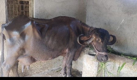 ભેસ વેસવાની સે