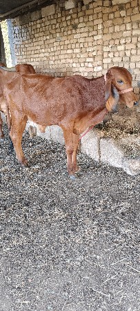 ગીર વાછડી