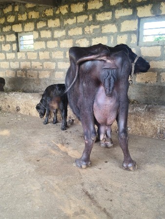 थंबनेल 3