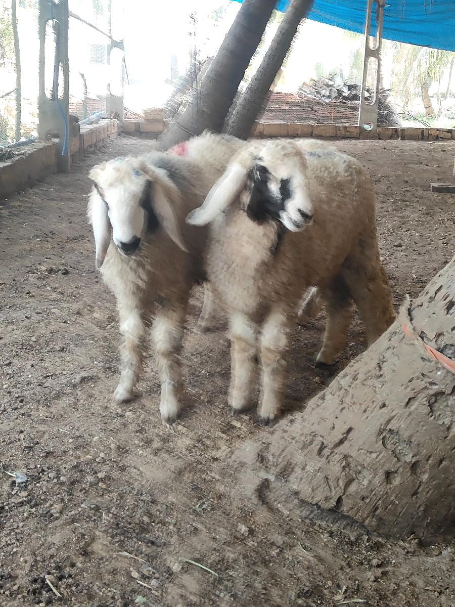 थंबनेल 3