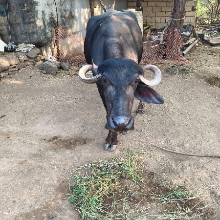 ભેંસ વેચવાની છે.