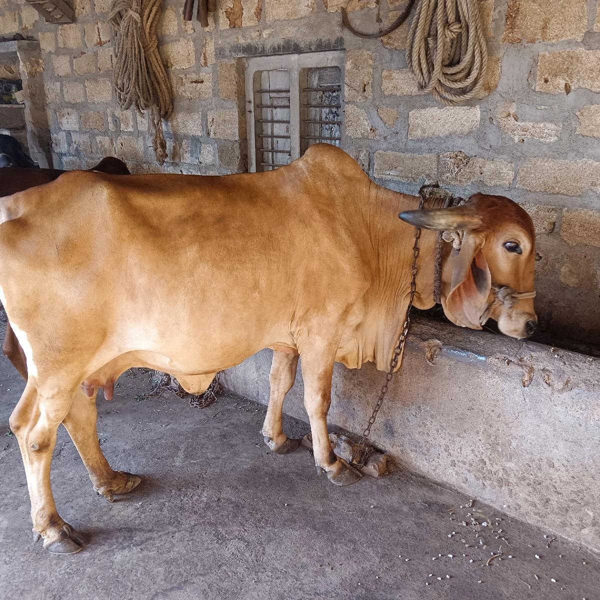 થંબનેલ 3