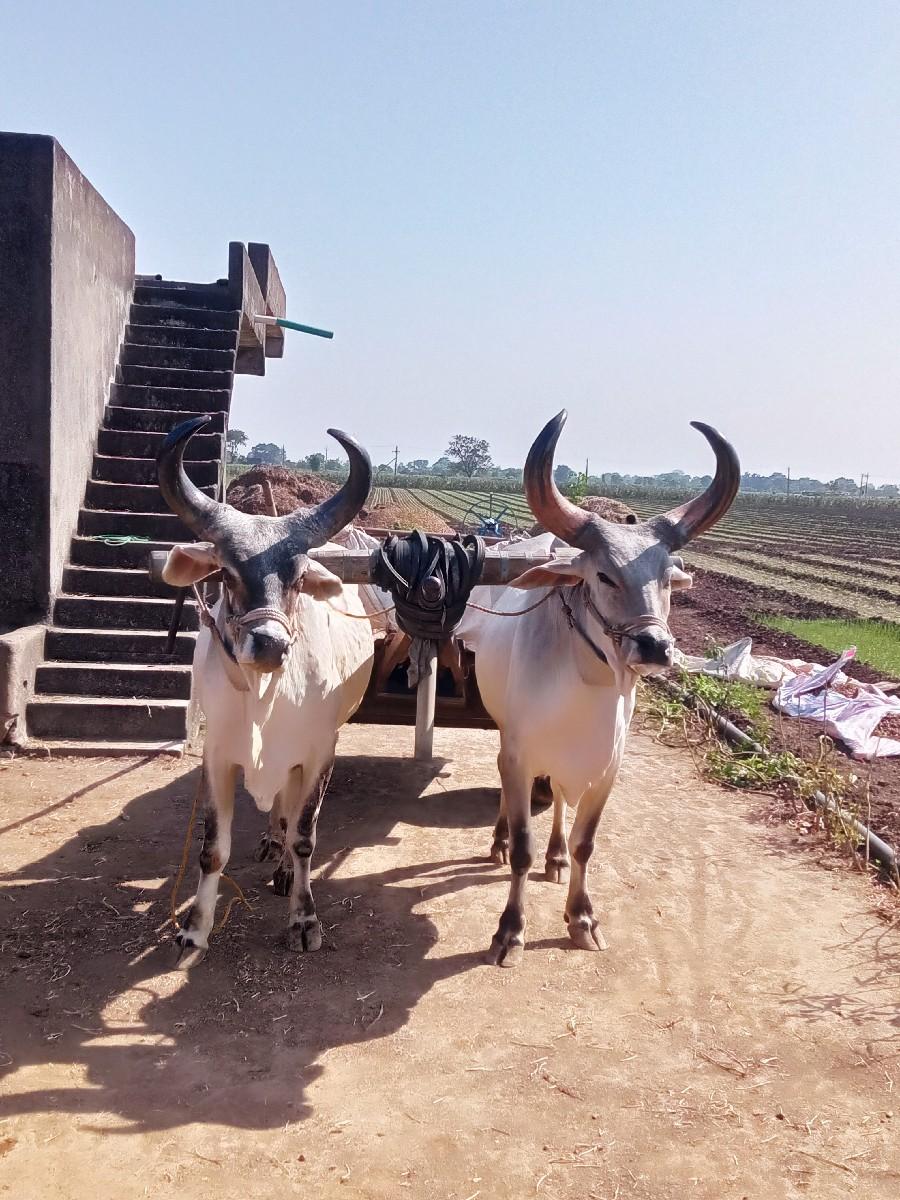 थंबनेल 2