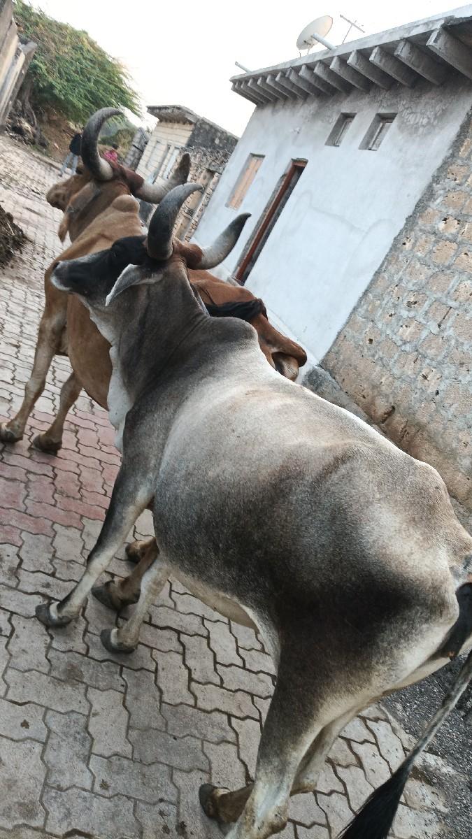 थंबनेल 2