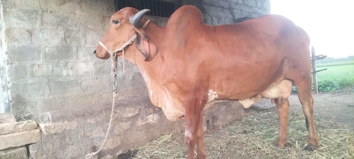 थंबनेल 3