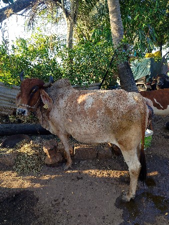 थंबनेल 3