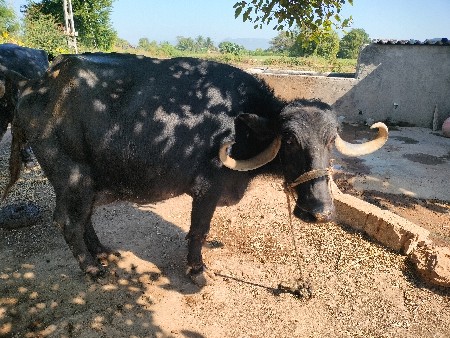 થંબનેલ 2