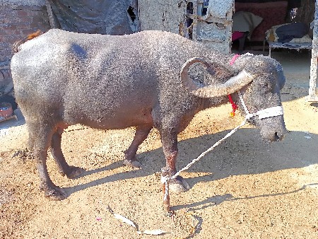 બીજુ વેતર