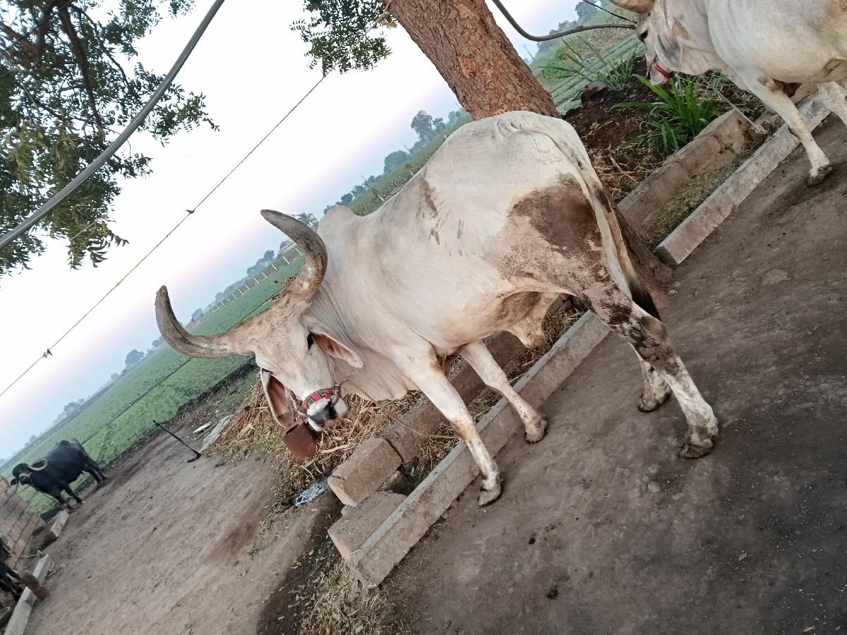 થંબનેલ 3