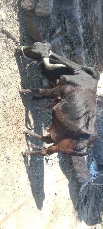 કીંમત ફોન ઉપર થાસે ખોટો ફોન કરવા નય