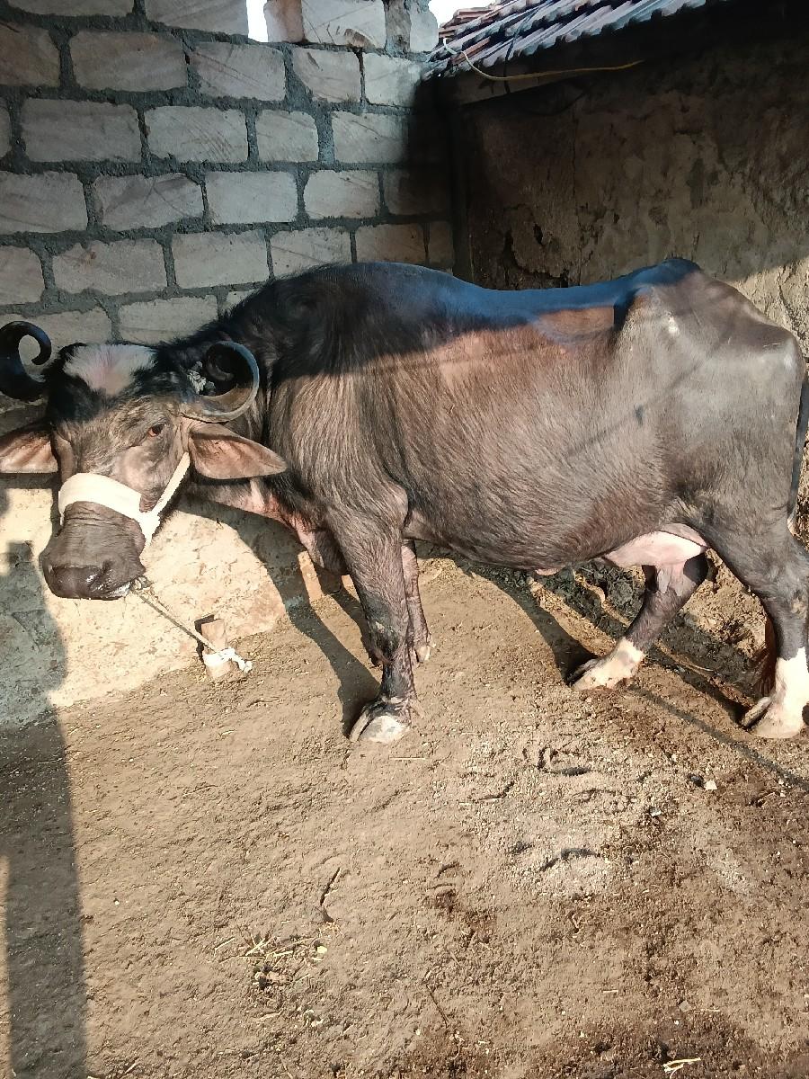 थंबनेल 3