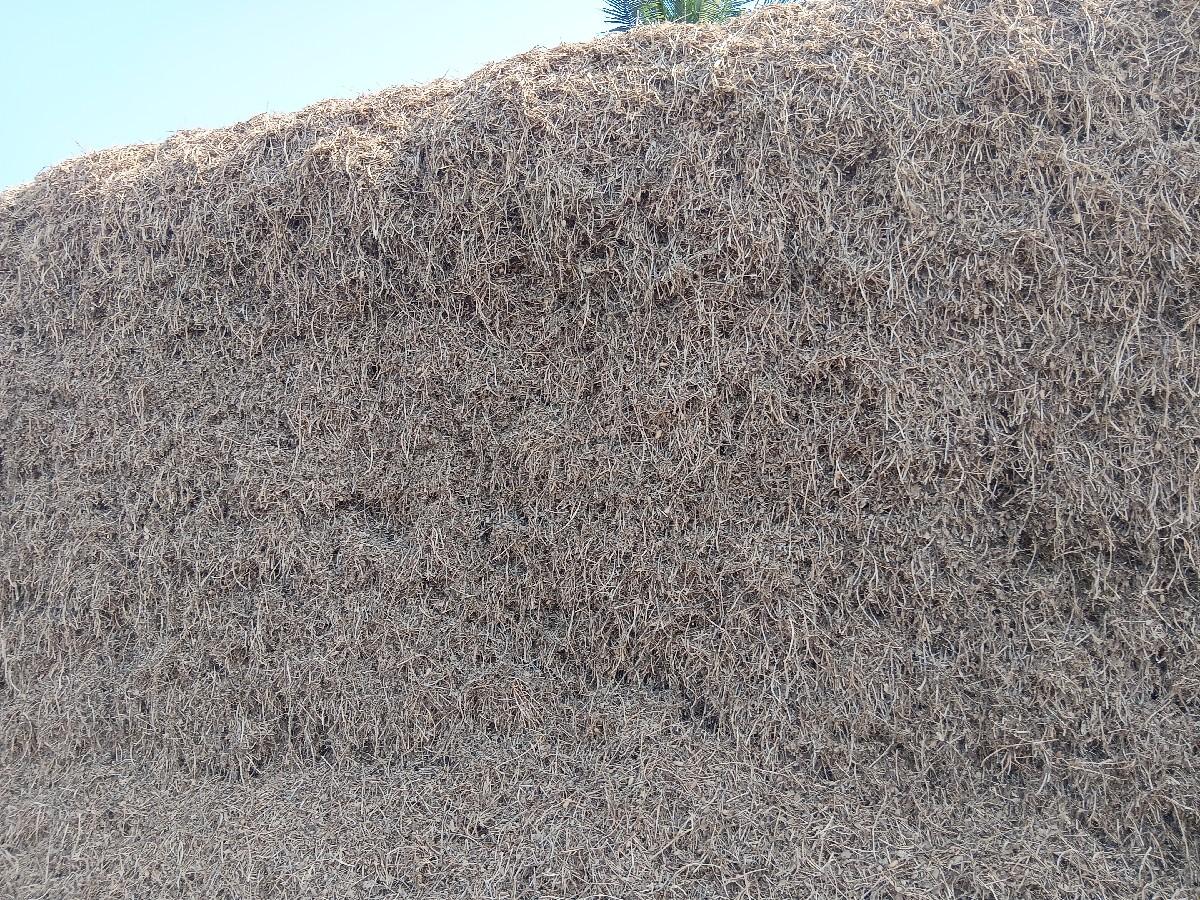 bukoo mgotu Baloo vasvaano c