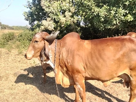 ગીર ગાય બીજું વેતર વિયાશે
