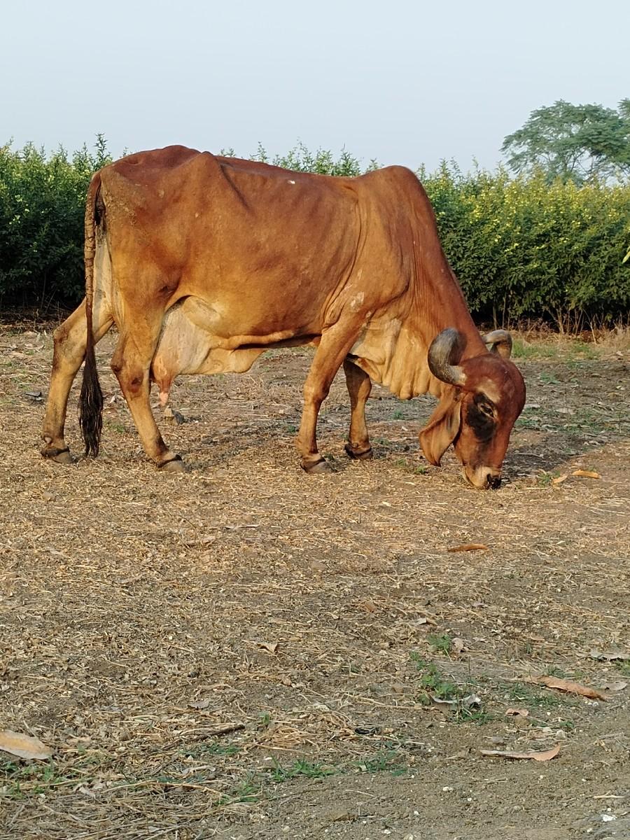 थंबनेल 3