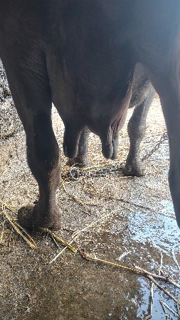 ભેંશ વેશવાની છે