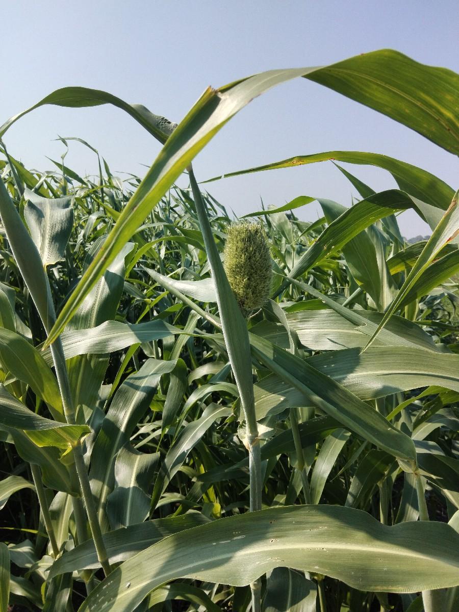 જુવાર લીલી વેસાવની સેં