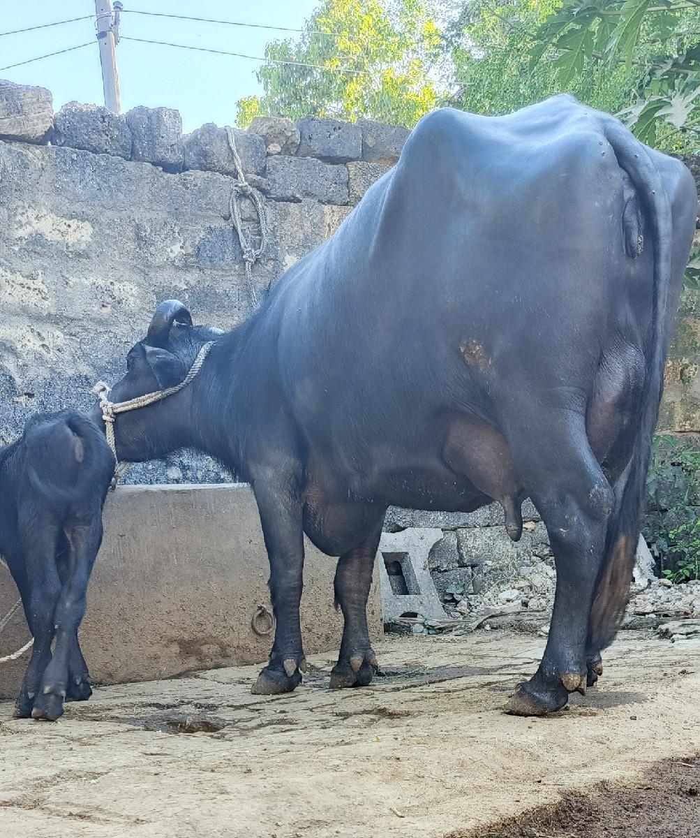 थंबनेल 2