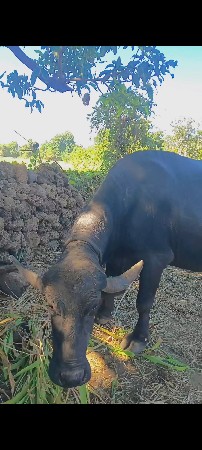 ભેંસ વેચવાની છે