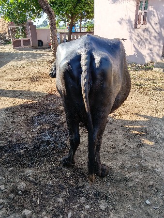 थंबनेल 3