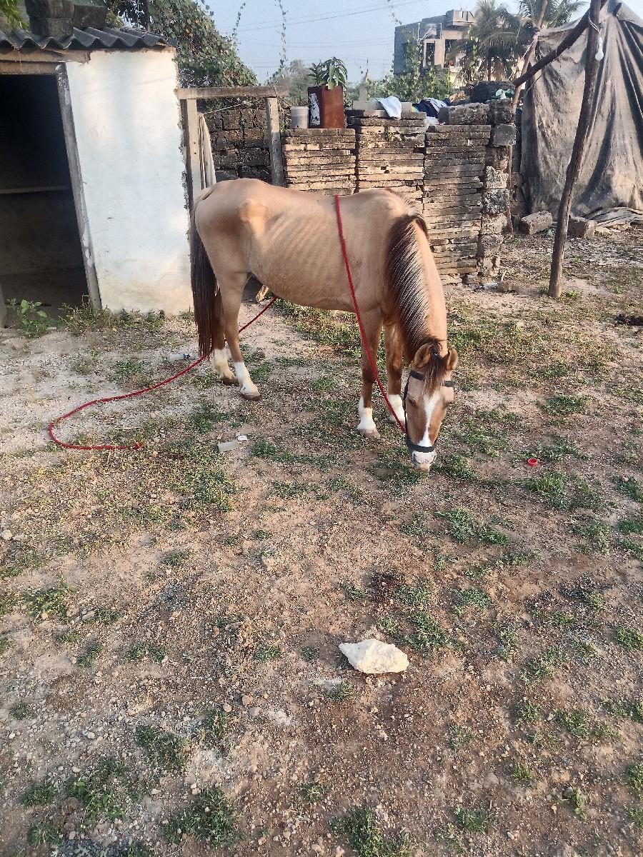 થંબનેલ 3