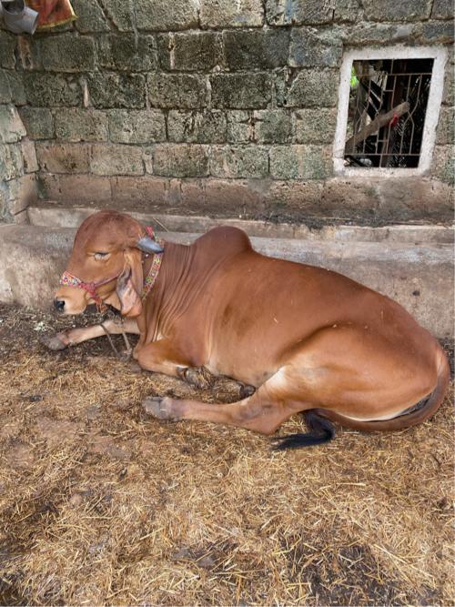 થંબનેલ 3