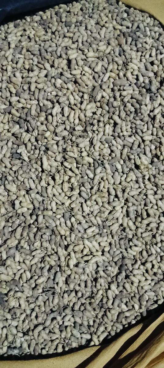 મગફળી વેચવાની છે બીયારણ માટે