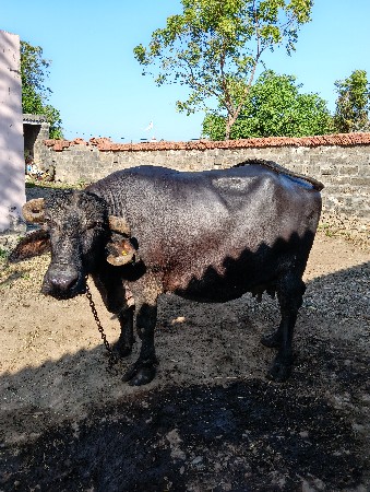 ભેંસ વેચવાની છે